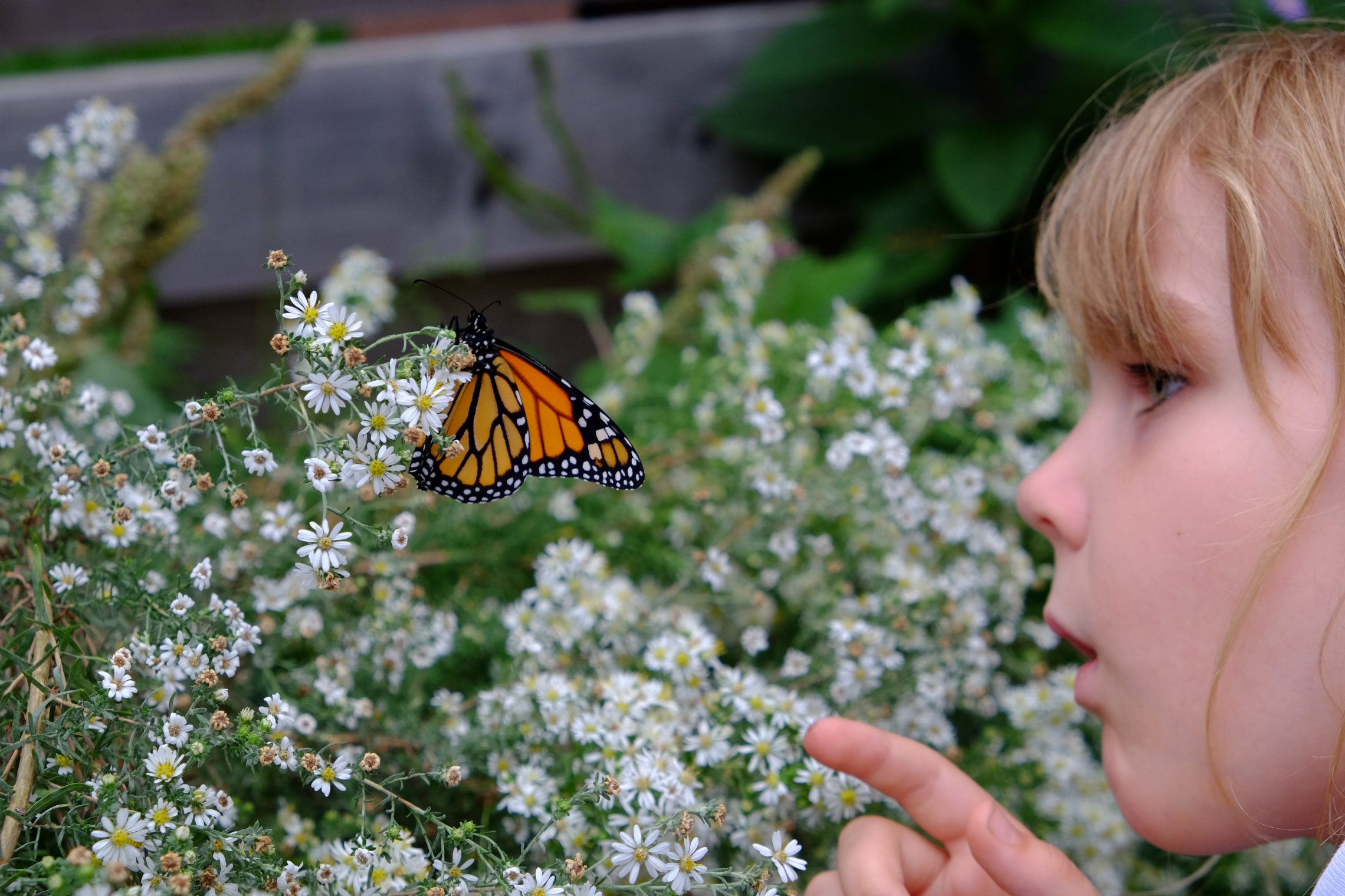 A TFN Junior Naturalist releasing a reared monarch butterfly
