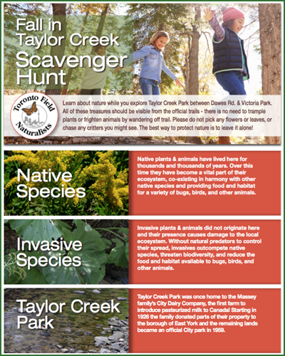 Explore nature in Taylor Creek Park this fall
