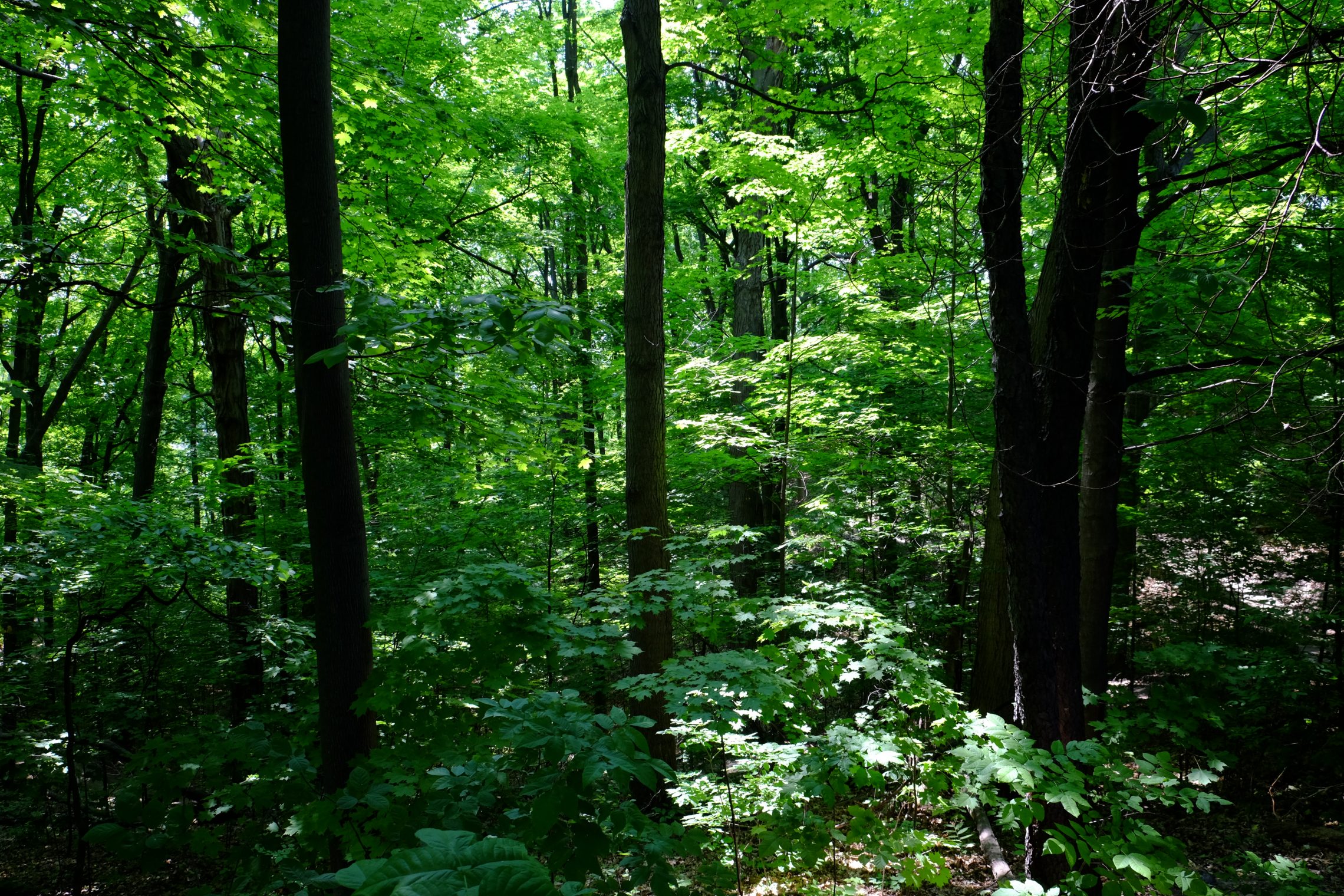 Maples in Crothers Woods