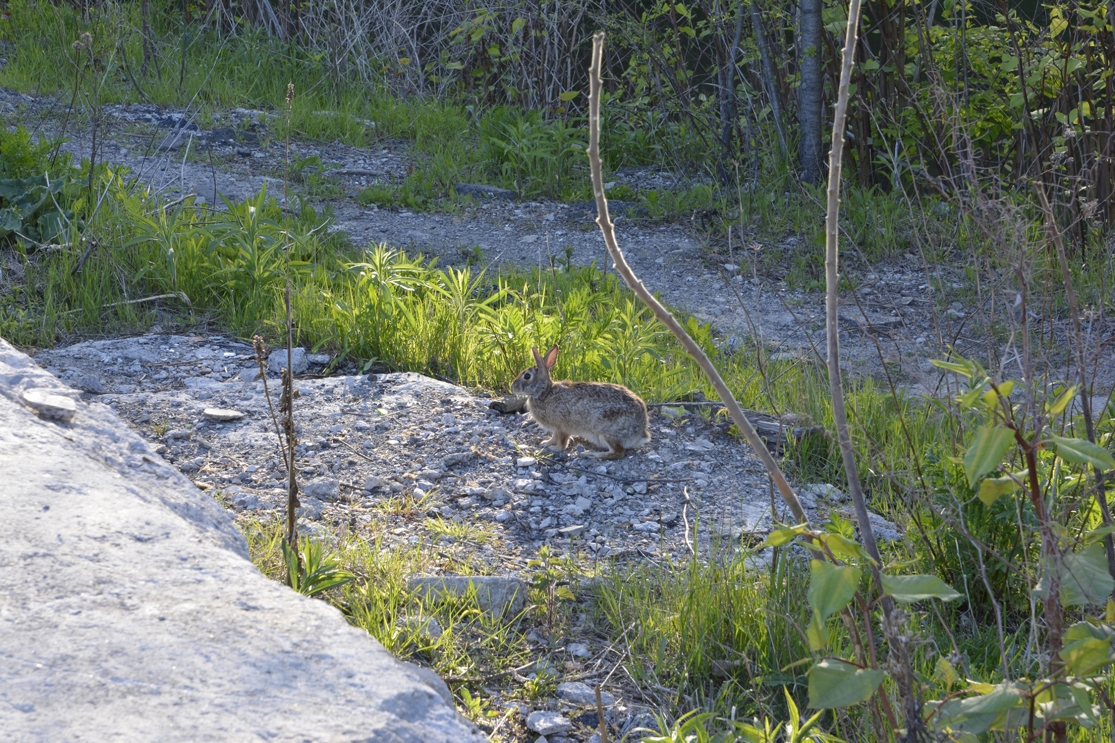 Cottontail rabbit in Cottonwood Flats