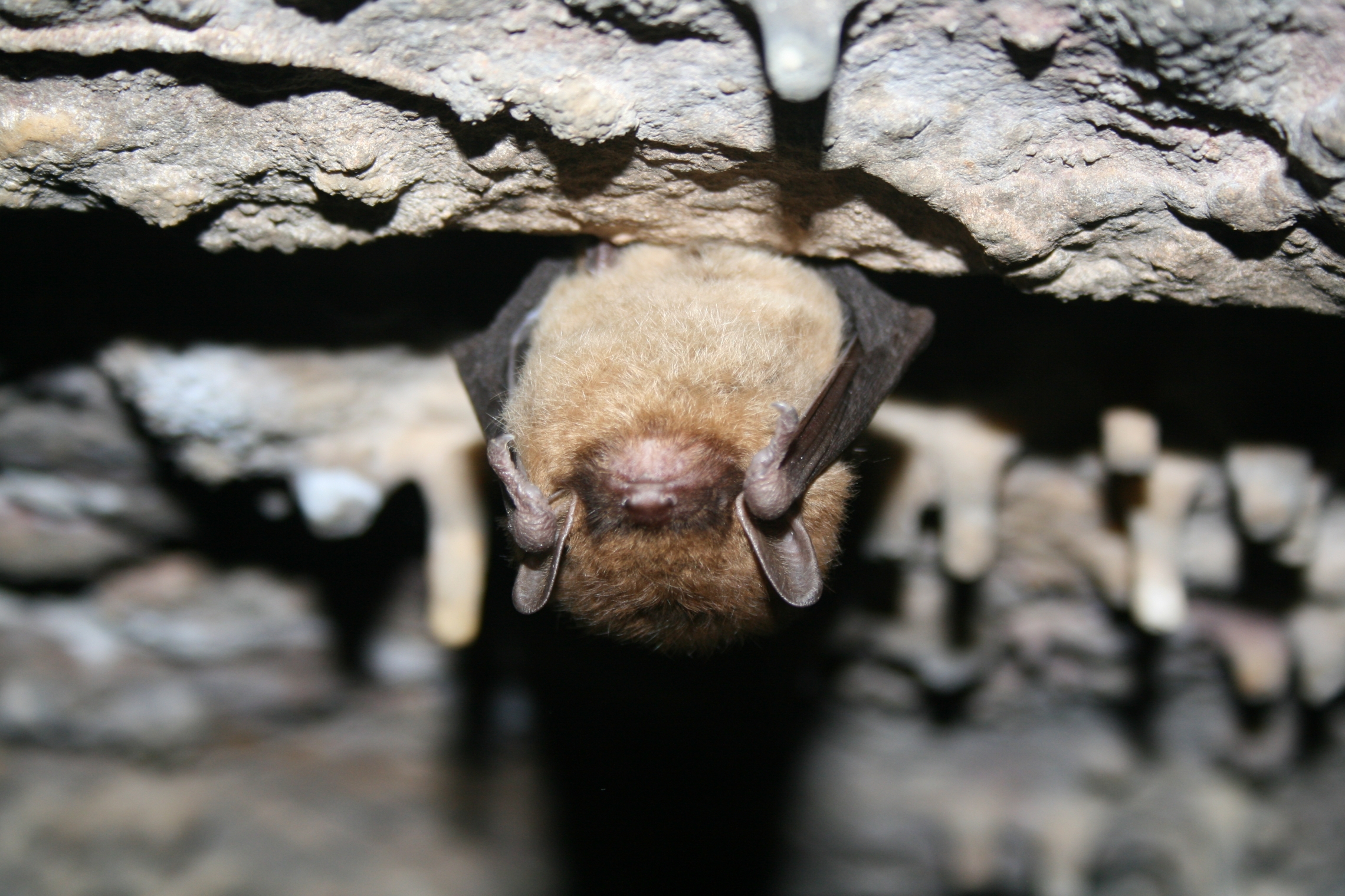 Little Brown Bat - U.S. Fish and Wildlife Service