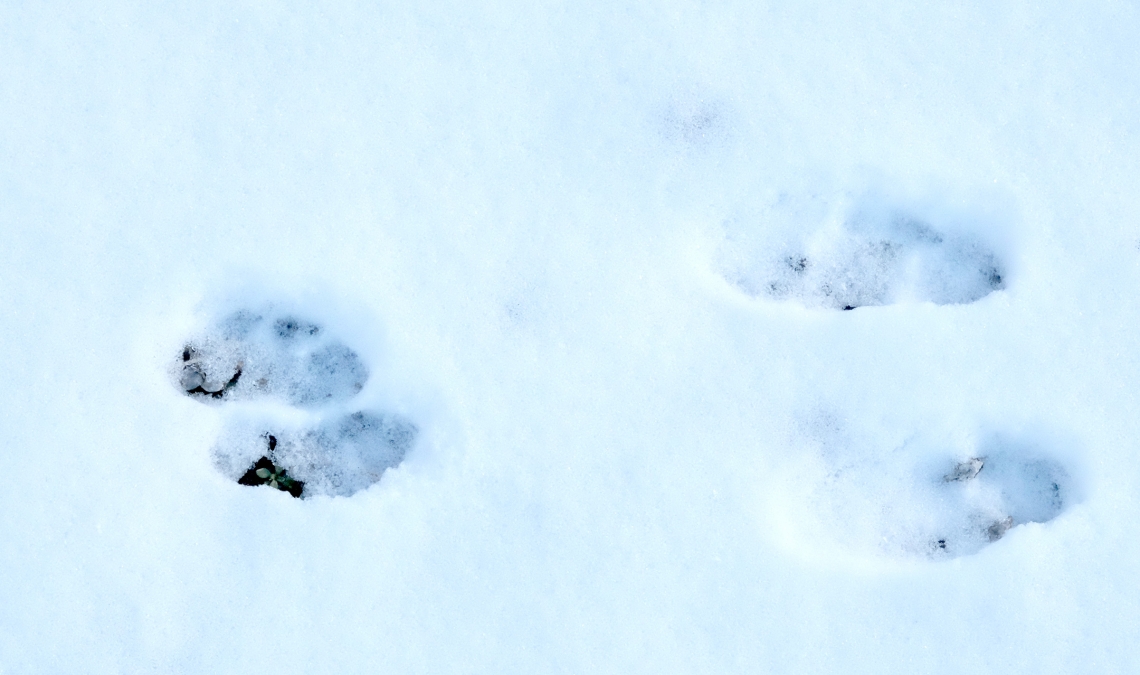 Rabbit prints in snow