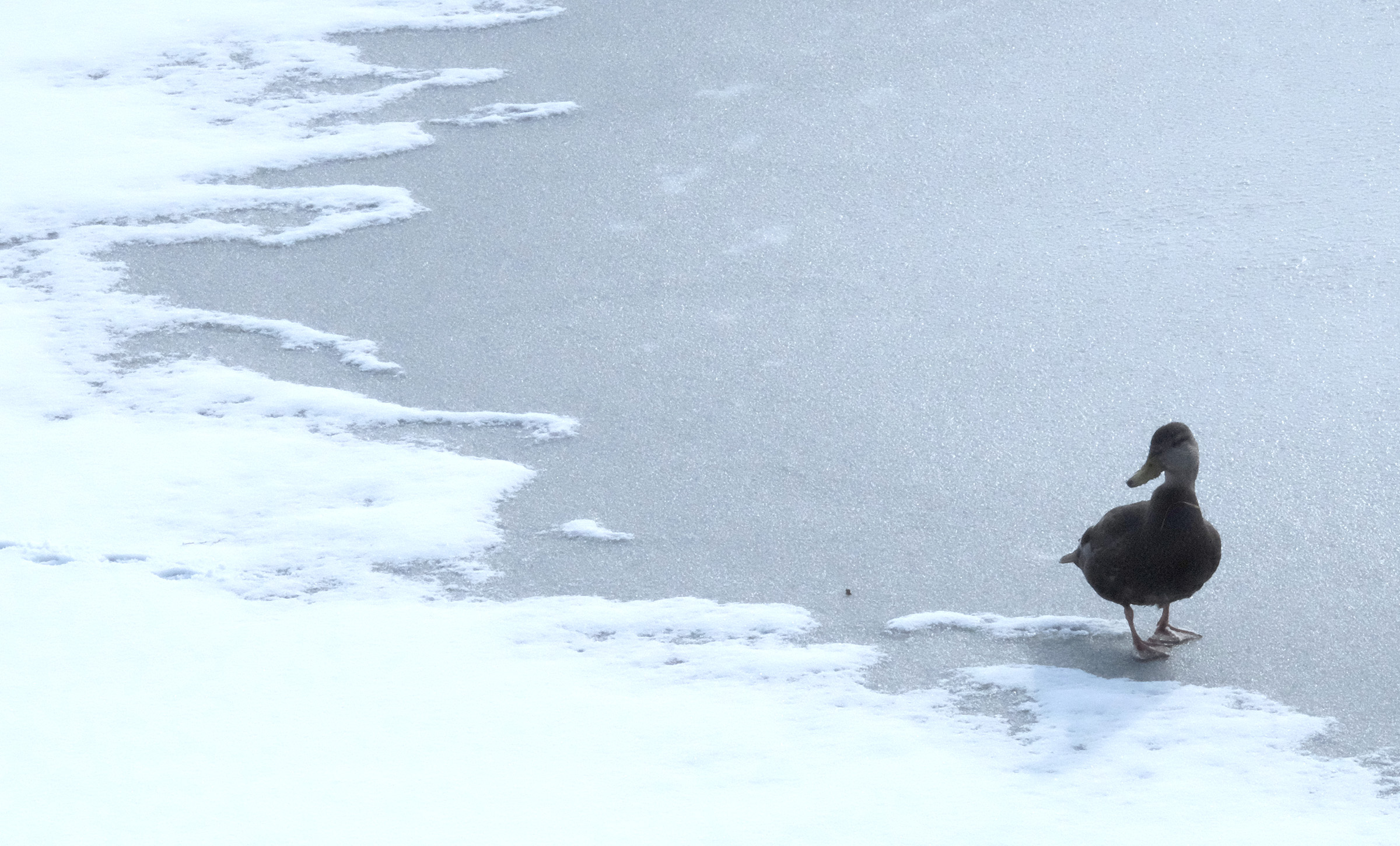 Winter Duck in Humber Bay Park East