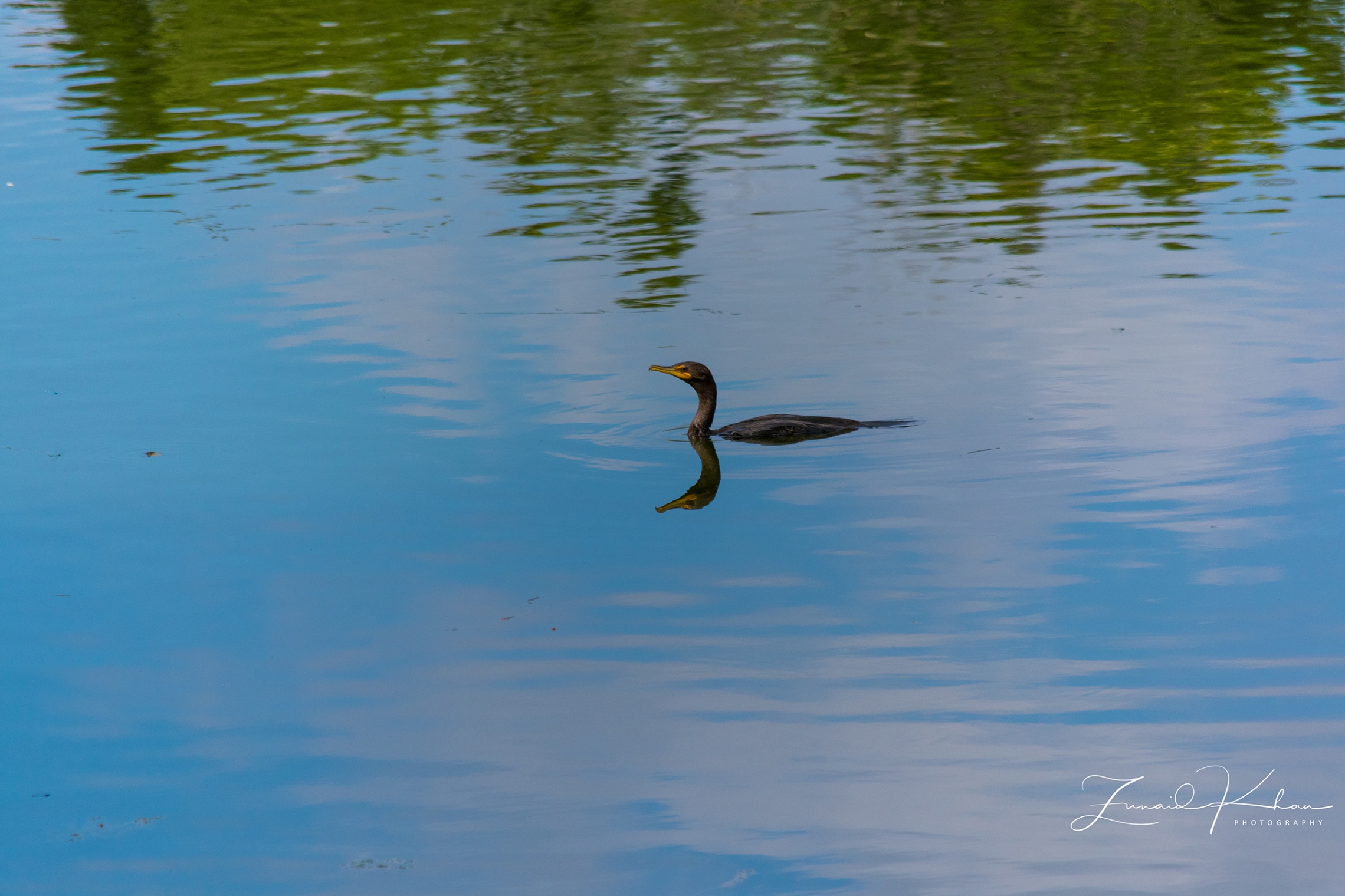 Cormorant on the water. Copyright Zunaid Khan