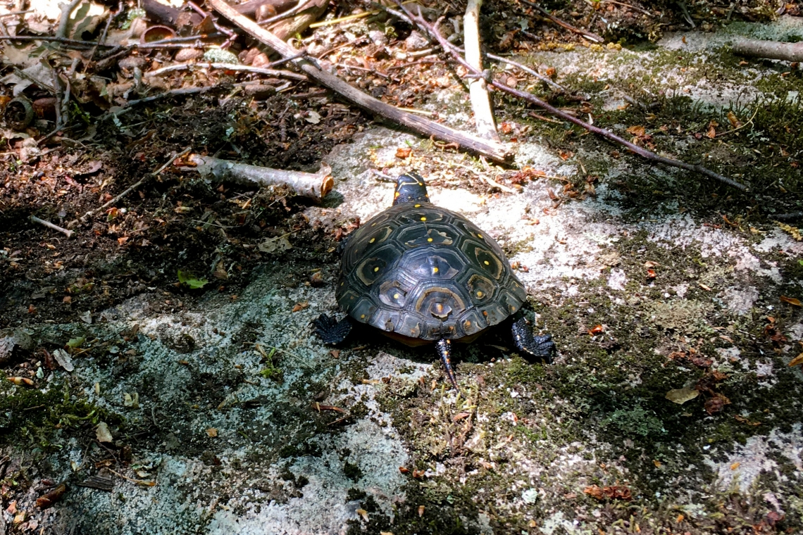Endangered Spotted Turtle