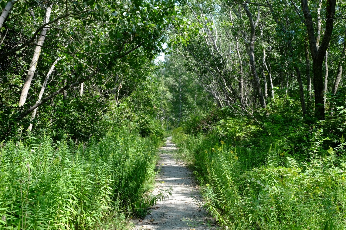 Trail in Tommy Thompson Park