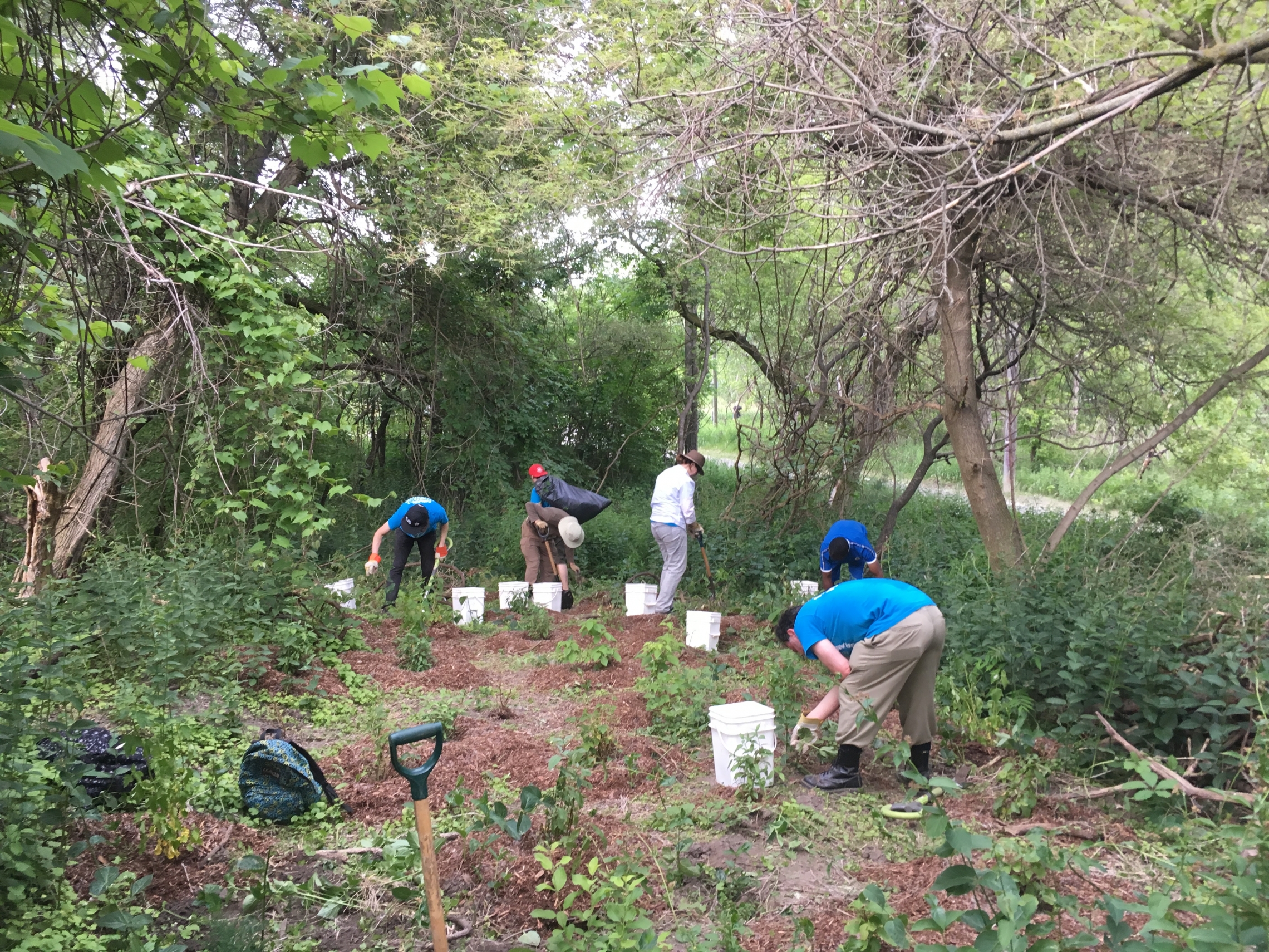 Community Stewardship Program volunteers planting at Beechwood Wetlands