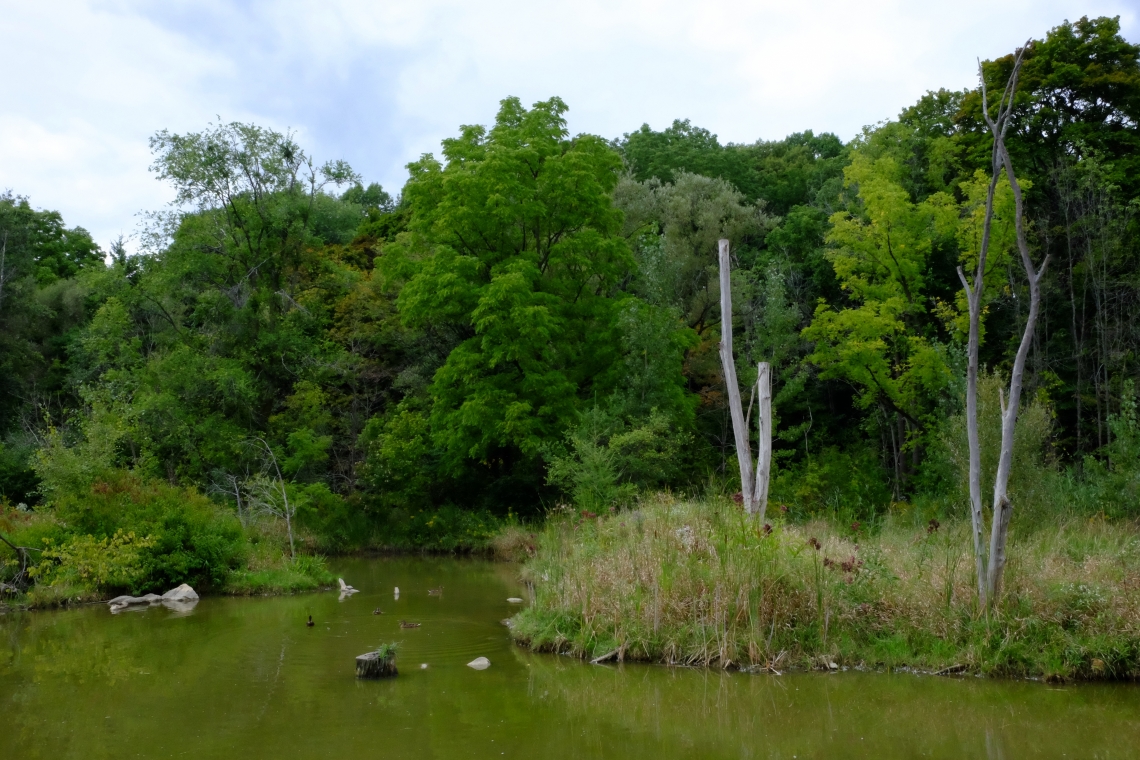 Taylor Creek Park Wetland
