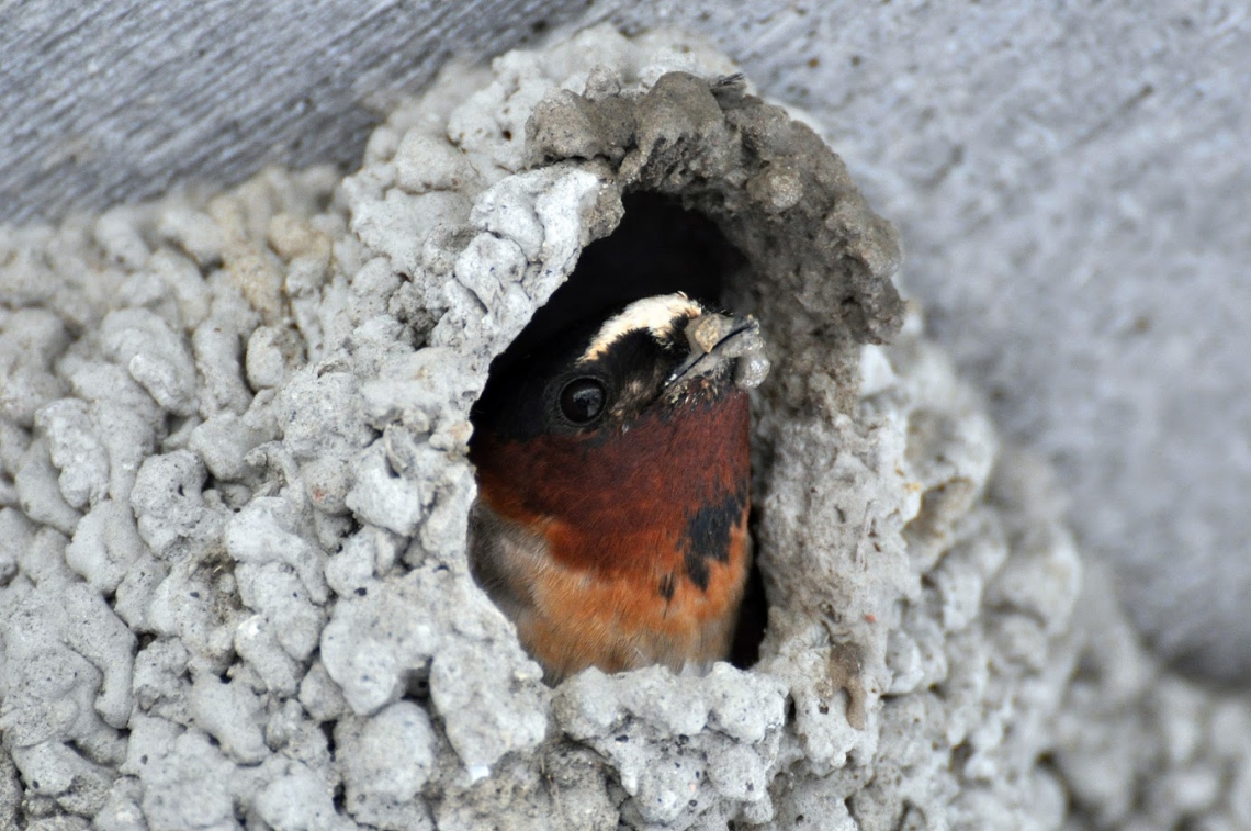 Cliff swallow at Tommy Thompson Park