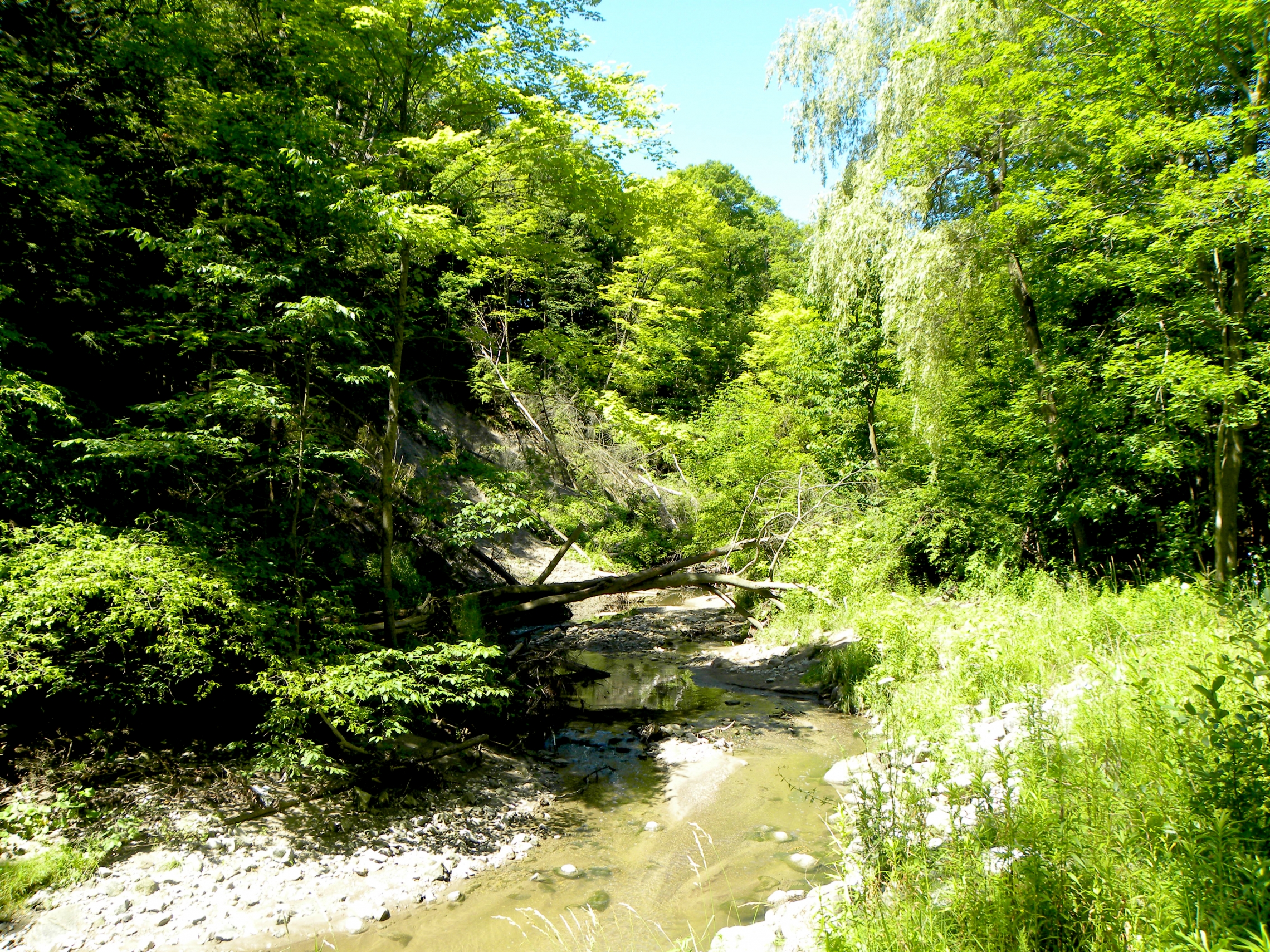 Wilket Creek