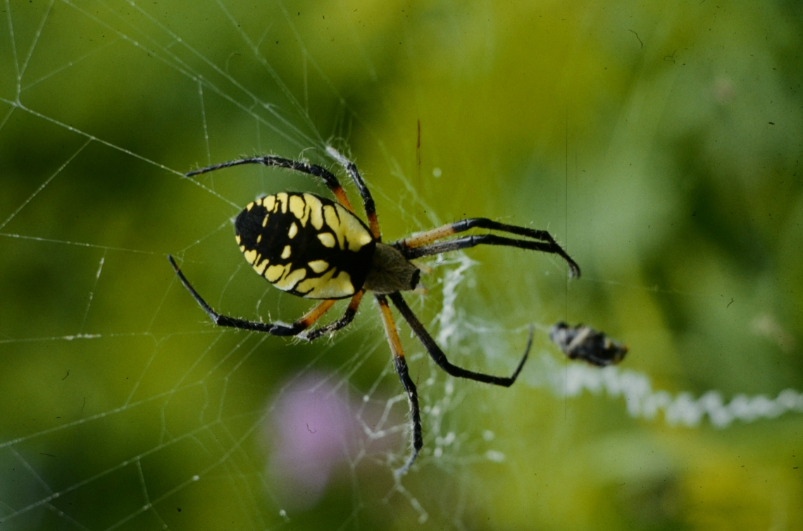 Argiope spider in web