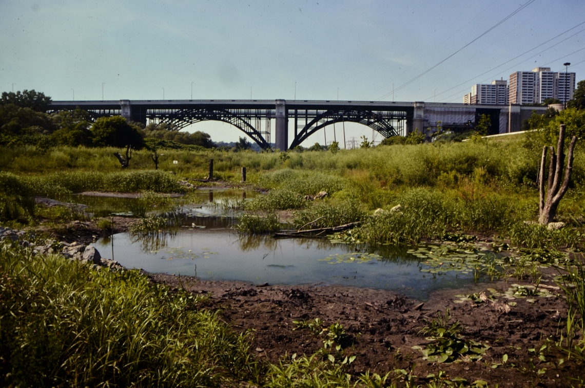 Chester Springs Marsh in the Don Valley with Prince Edward Viaduct in distance