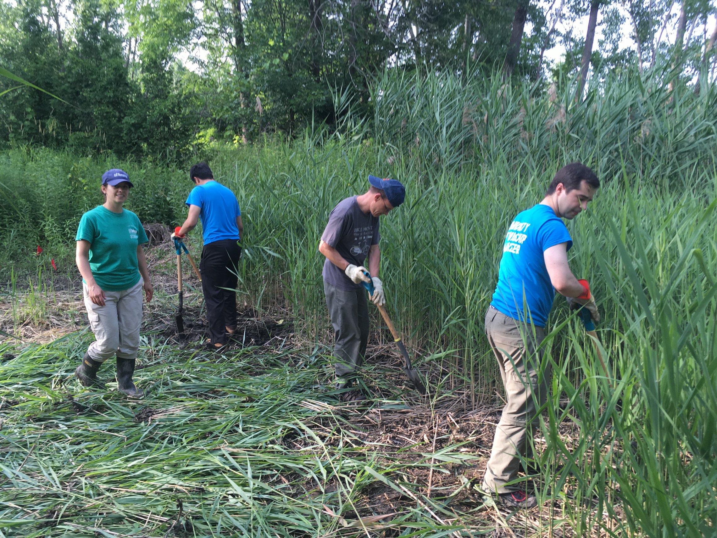 Volunteers removing invasive phragmites in Beechwood Wetland