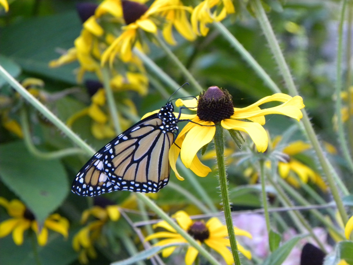 Monarch butterfly on Black Eyed Susan