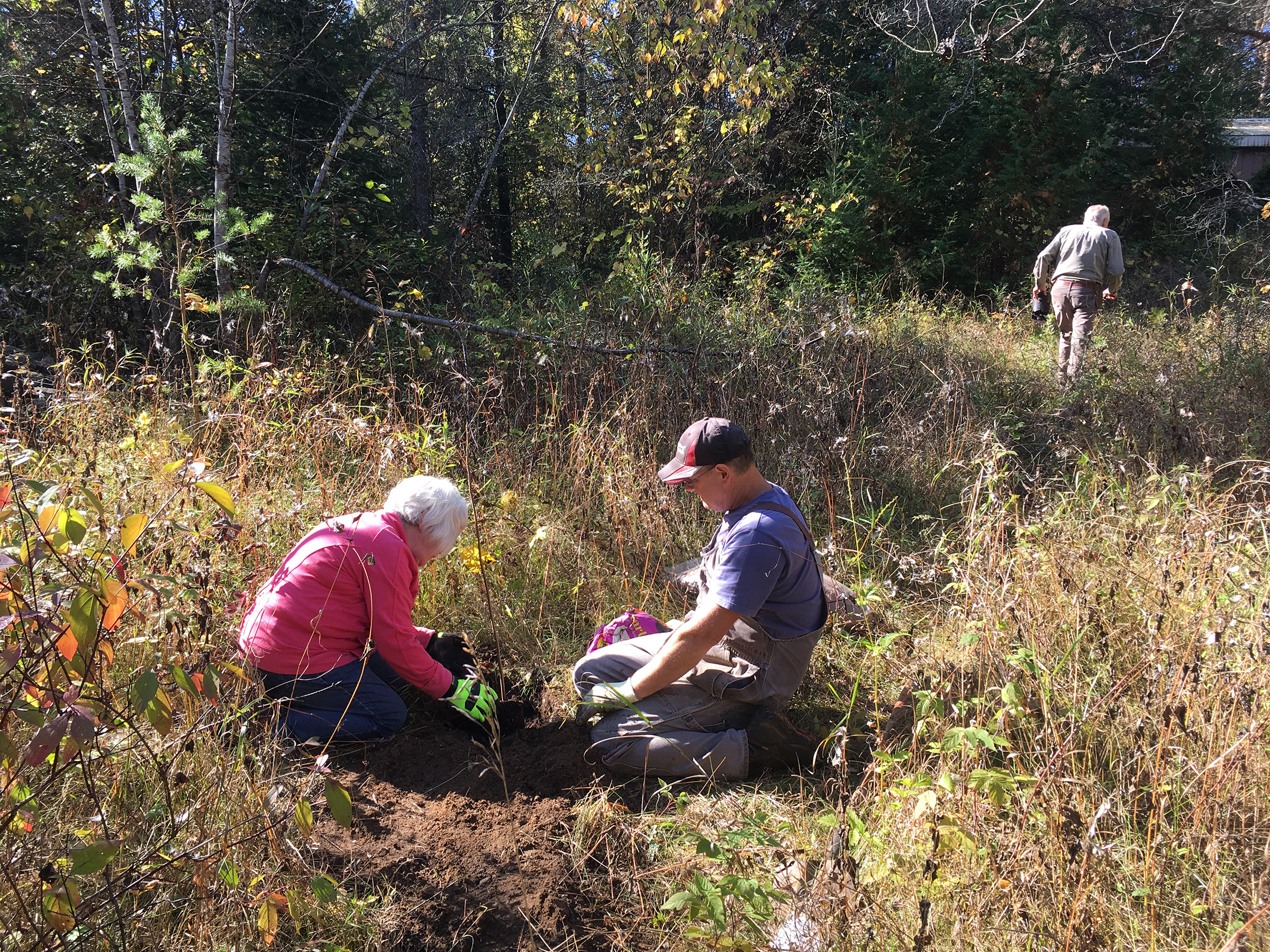Two volunteers planting a butternut sapling