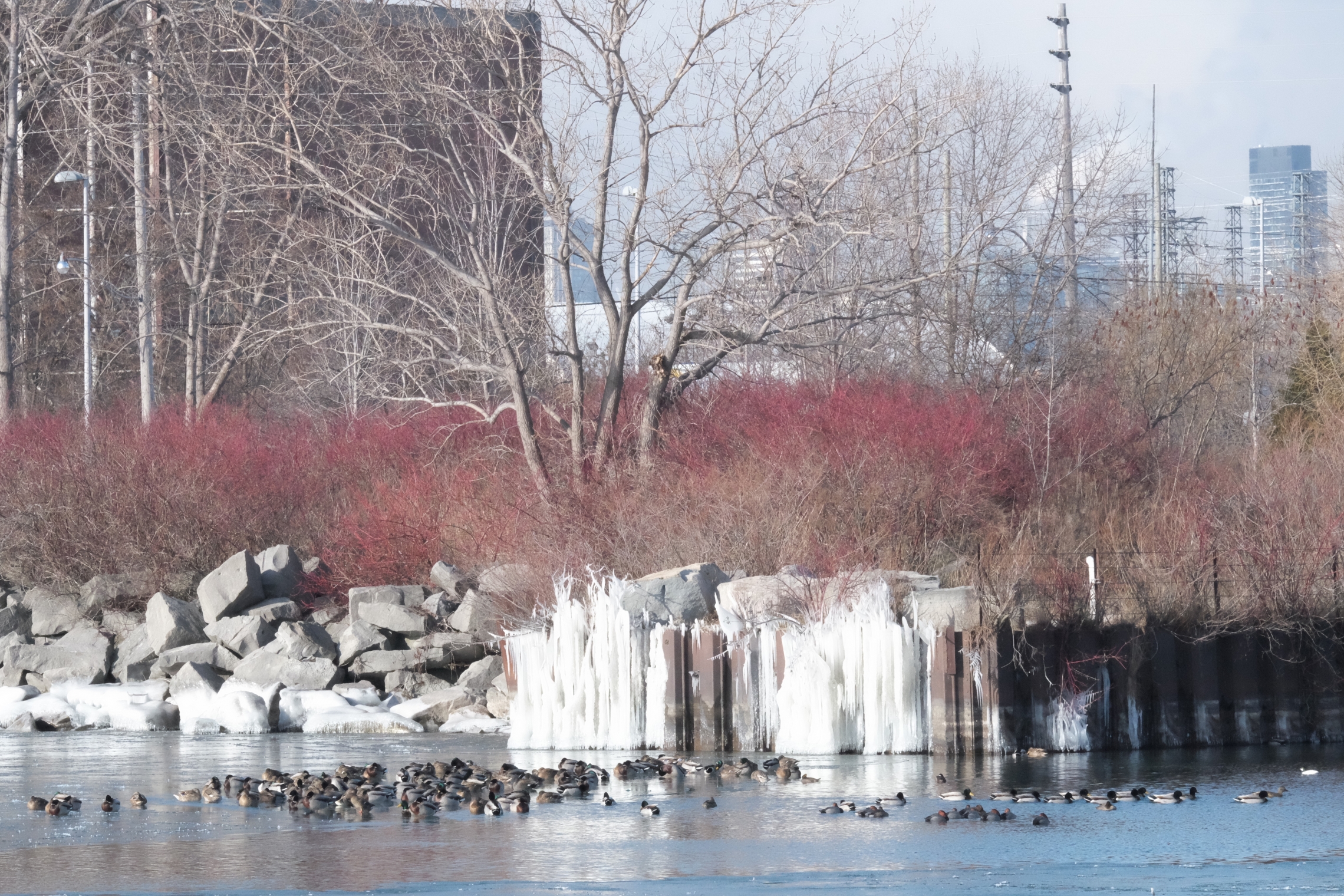 Tommy Thompson Park in winter