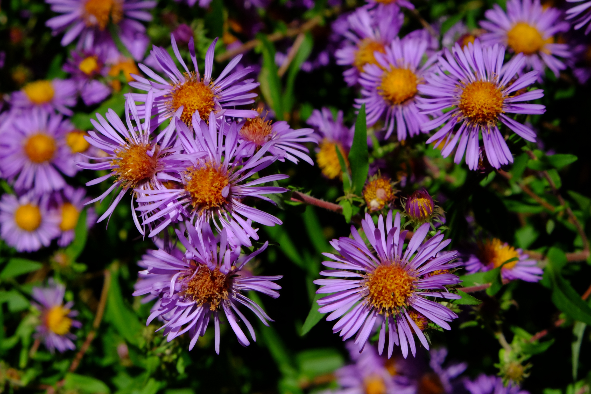 New England Aster in flower