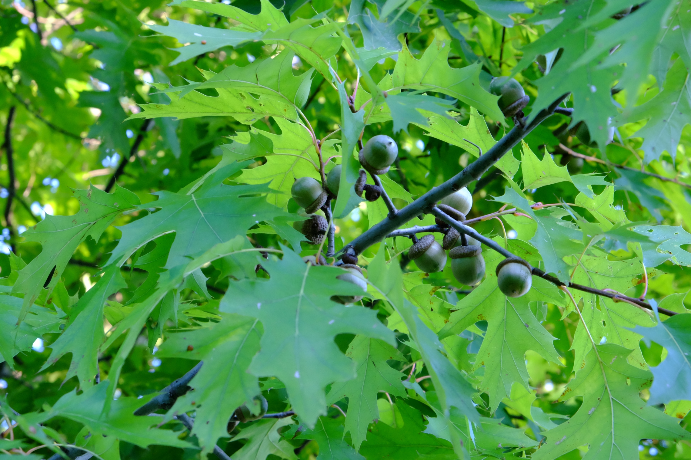 Red oak branch with acorns