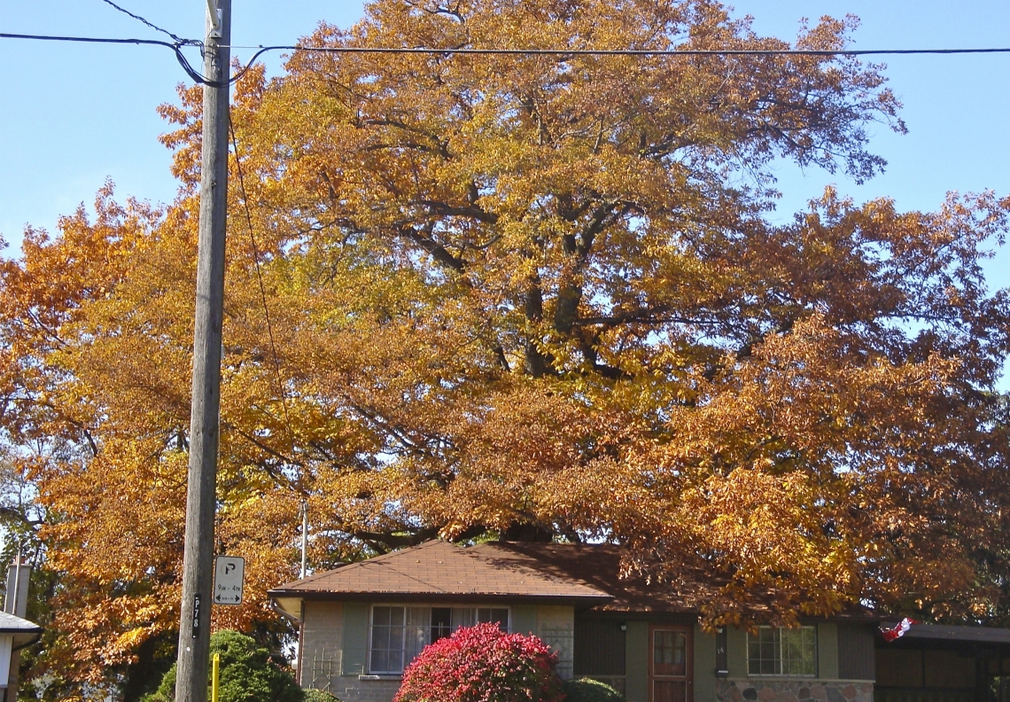 The great red oak on Coral Gable Dr
