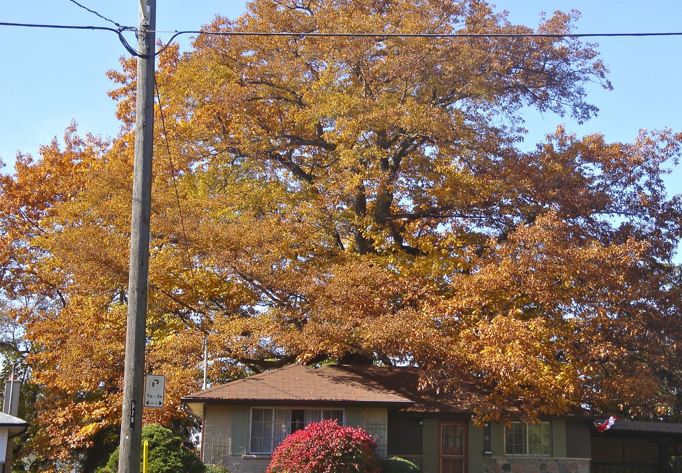 The great red oak on Coral Gable Dr