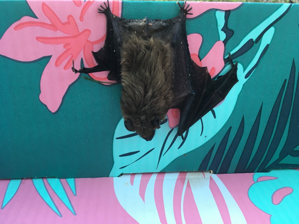Big brown bat off to rescue in a colourful box
