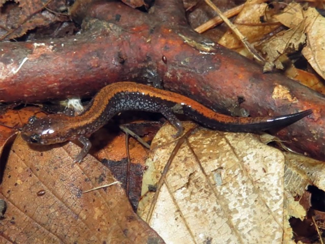 Red-backed Salamander in Toronto