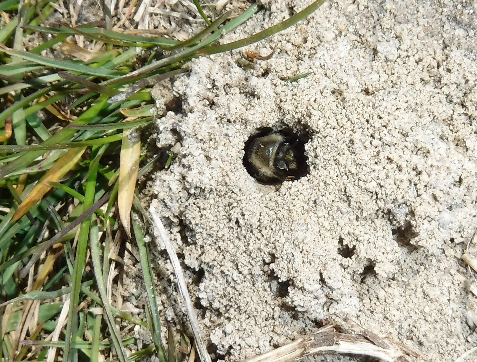 A Mining Bee Mother guards her nest