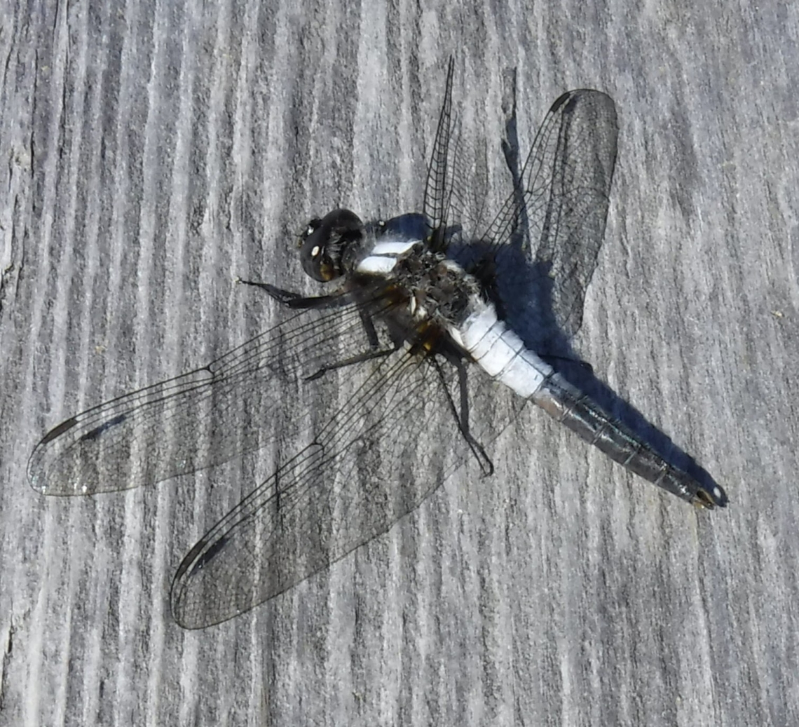 Chalk-Fronted Corporal Dragonfly