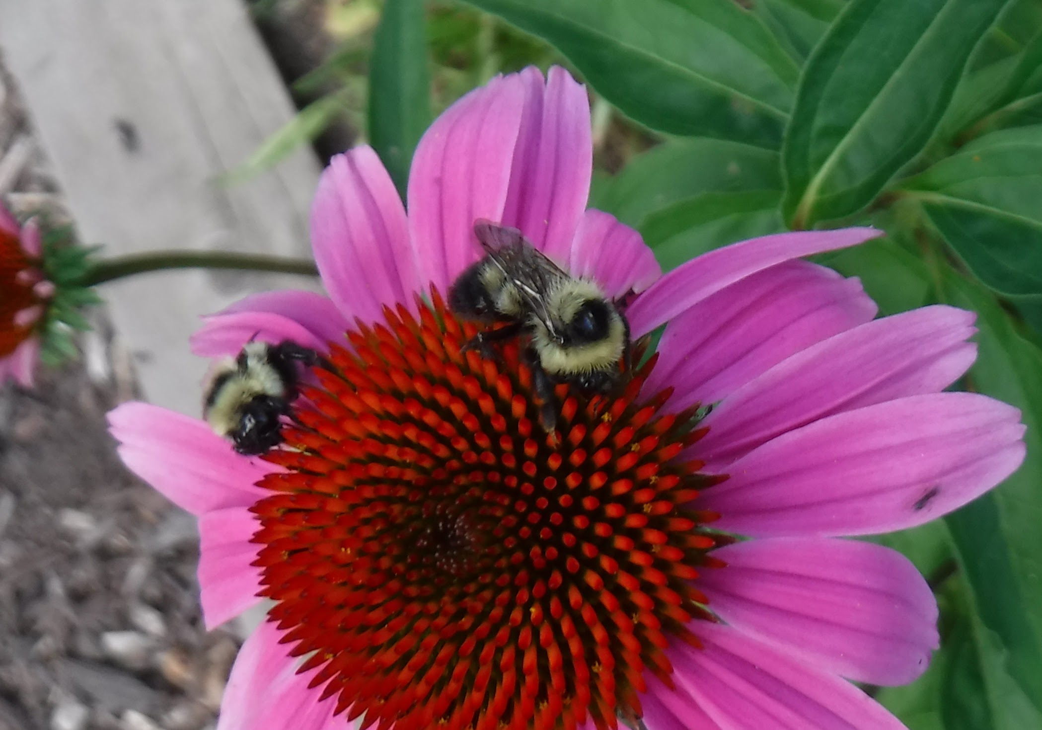 Two Spotted Bumblebees on Coneflower