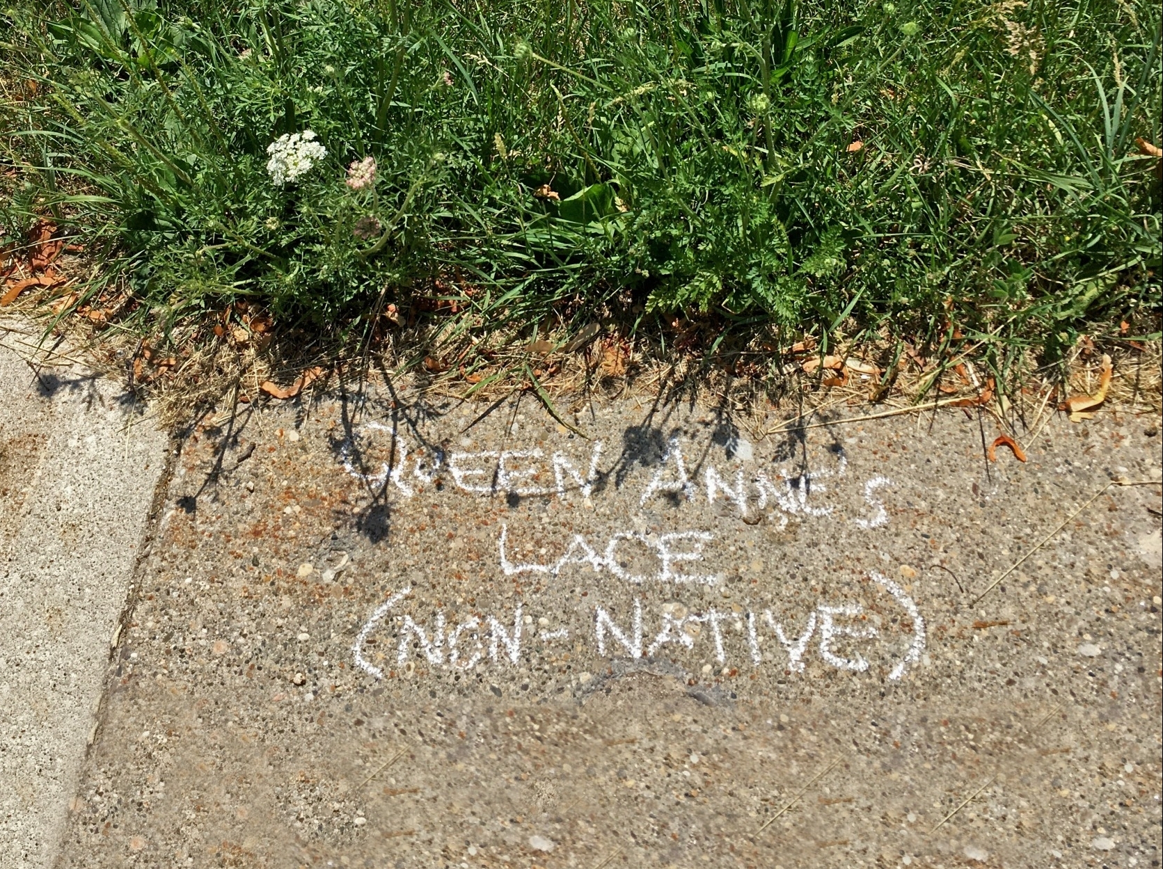 Chalk writing on pavement identifying Queen Anne's Lace as an exotic species