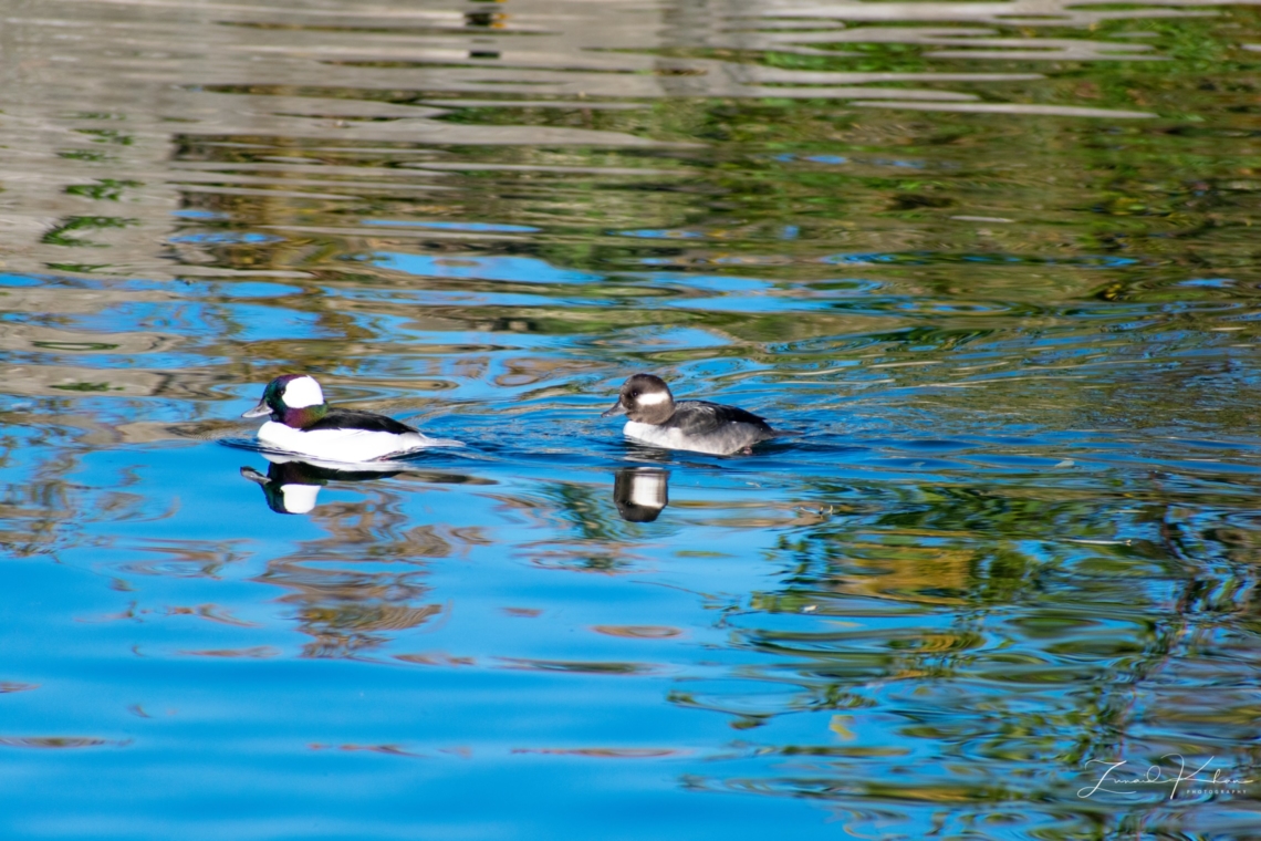 Bufflehead ducks in Ontario Place