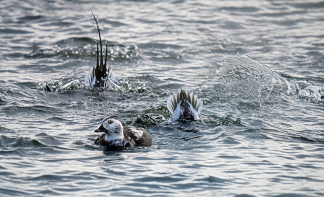 Wildlife Disturbance: Why Now and Why Does It Matter? – Toronto Field ...